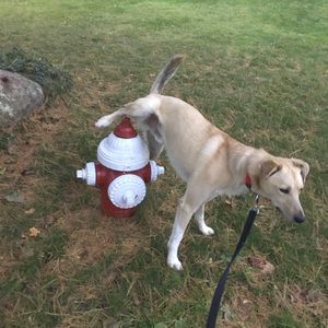 Meet your Posher, Shannon